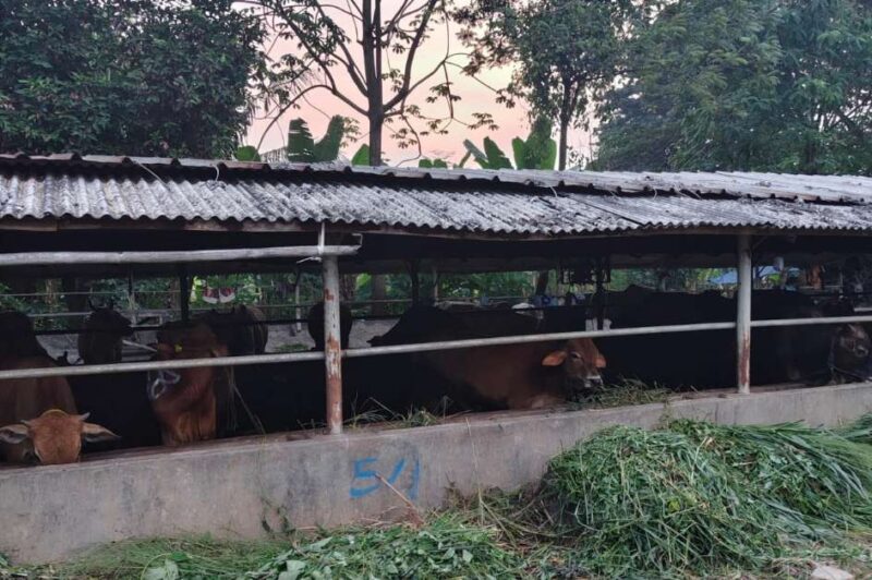 Foto: Lokasi Peternakan Sapi. 