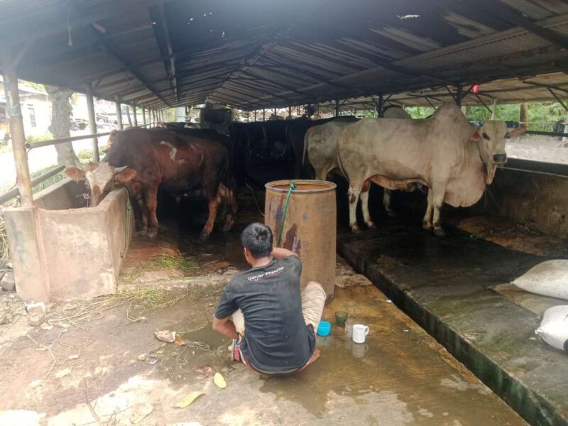 Foto: Lokasi Peternakan Sapi Yang Diduga Belum Kantongi Izin Lingkungan.