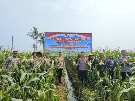 Foto: Polsek Teluknaga Saat Memanen Jagung Manis Seluas 1 Hektar.